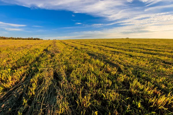 Cultivated land in the countryside on a summer.