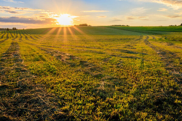 Sunrise at cultivated land in the countryside on a summer.