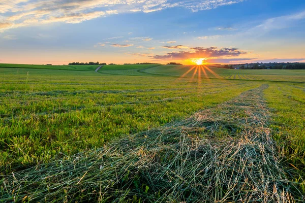 Sunset at cultivated land in the countryside on a summer.