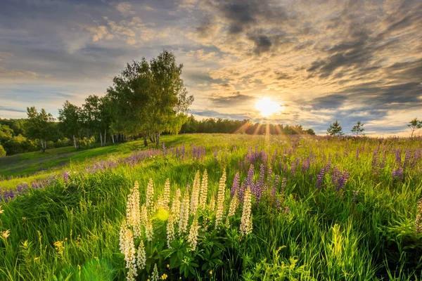 Sunset on a hill covered with lupines. — Stock Photo, Image