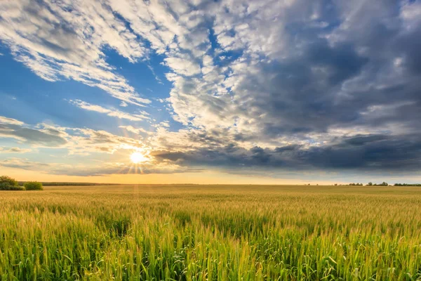 Закат на поле с ржаным или пшеничным . — стоковое фото