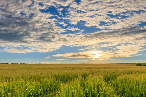 Sunset on the field with rye or wheat. — Stock Photo, Image