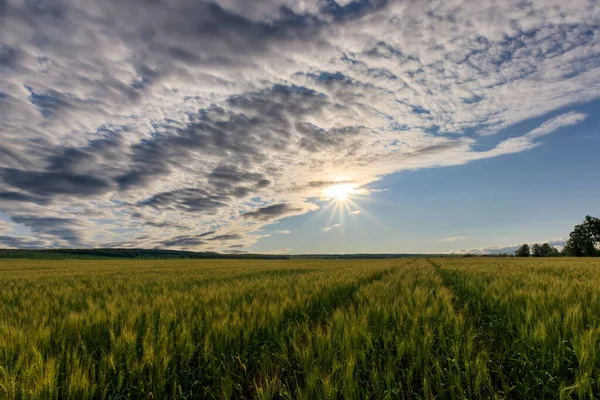 Lumen en las nubes sobre el campo de centeno . —  Fotos de Stock