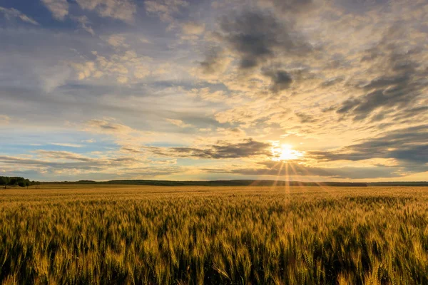 Puesta de sol en el campo con centeno joven . — Foto de Stock