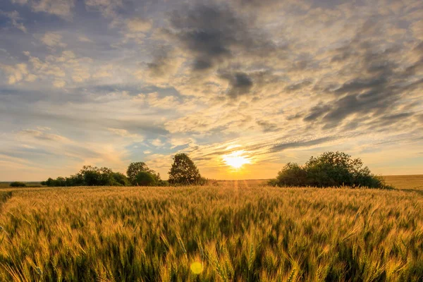 Puesta de sol o salida del sol en el campo con centeno joven o trigo en verano . — Foto de Stock