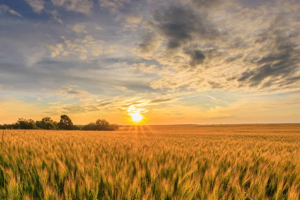夏天的日落或日出，与小黑麦或小麦一起在田里. — 图库照片