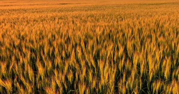 Fondo de centeno dorado o campo de trigo al atardecer . — Foto de Stock