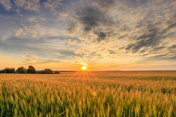 夏天的日落或日出，与小黑麦或小麦一起在田里. — 图库照片