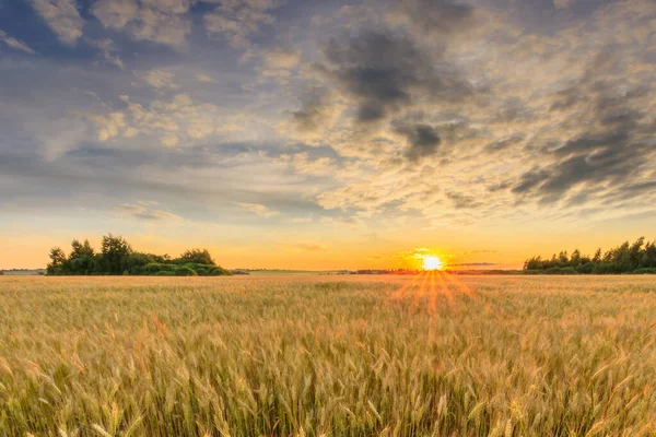Захід сонця на полі з молодим житом . — стокове фото