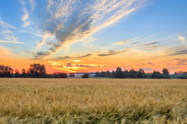 Dämmerung auf dem Feld mit Roggen. — Stockfoto