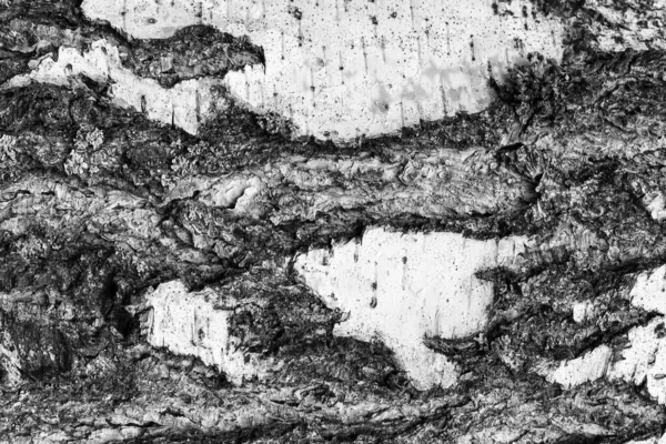 A casca da velha textura de bétula . — Fotografia de Stock