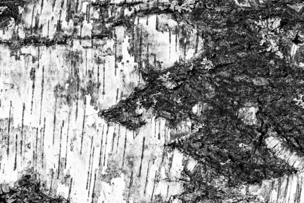 老桦树质感的树皮. — 图库照片