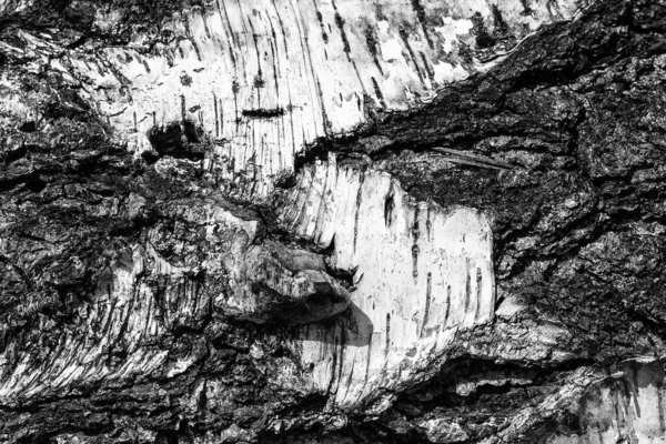 A casca da velha textura de bétula . — Fotografia de Stock