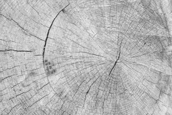 Log of pine tree texture.
