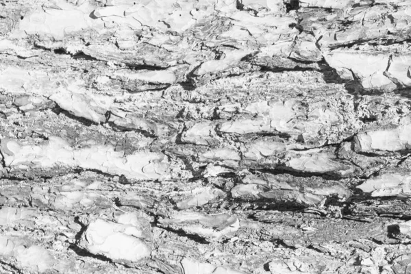 The bark of old pine tree texture. — Stock Photo, Image