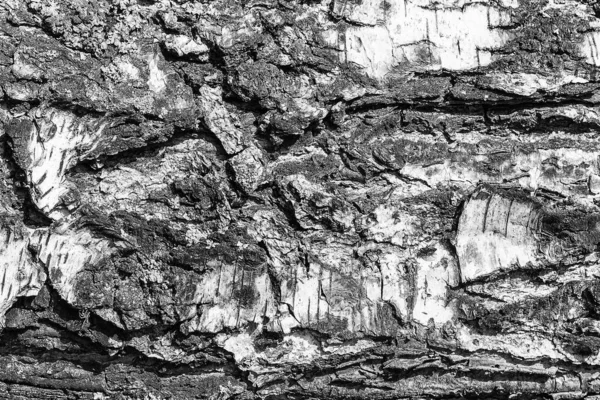 白樺の食感の樹皮。デザインのための木の背景 — ストック写真