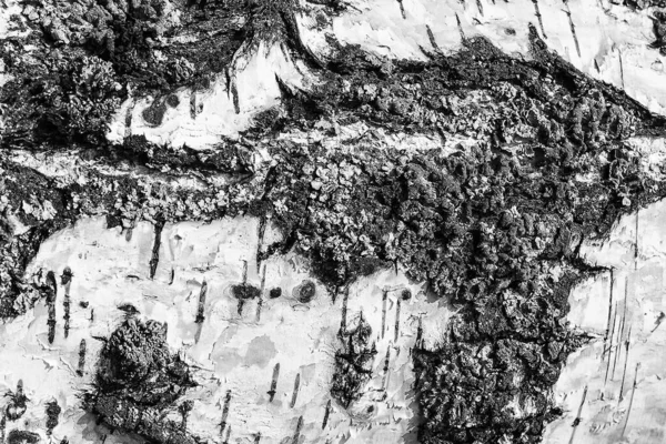 La corteza de la textura de abedul. fondo de madera para el diseño — Foto de Stock