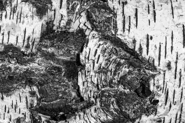 A casca de textura de vidoeiro. fundo de madeira para design — Fotografia de Stock