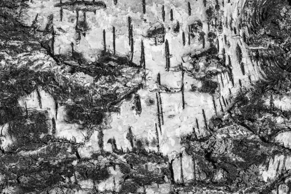 桦树质感的树皮。 木制设计背景图 — 图库照片