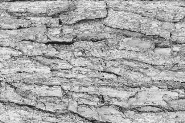 松の木の質感のモノクロームの樹皮. — ストック写真