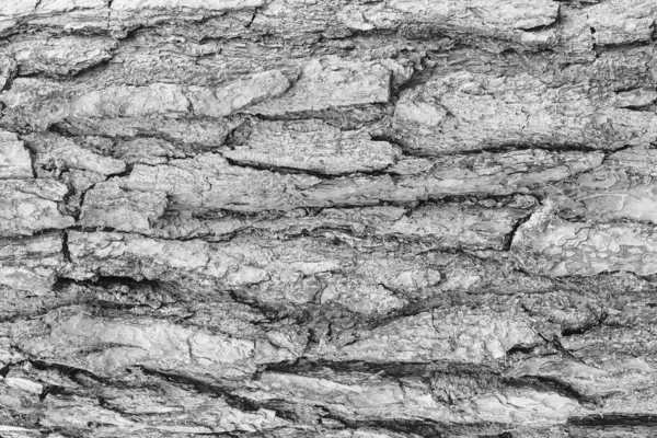 松の木の質感のモノクロームの樹皮. — ストック写真