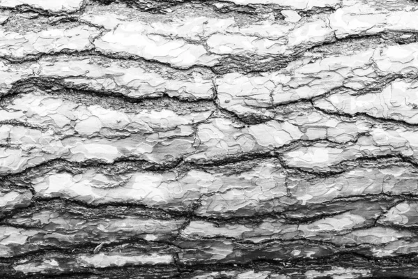 Corteza monocromática de textura de pino. — Foto de Stock