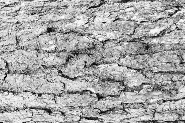 Monochrome bark of pine tree texture. — Stock Photo, Image