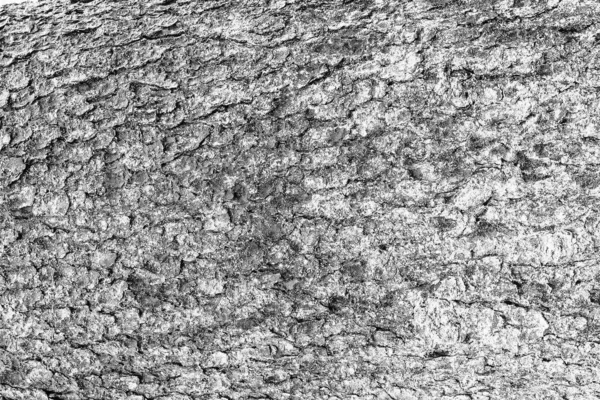 Casca monocromática de textura de abeto . — Fotografia de Stock