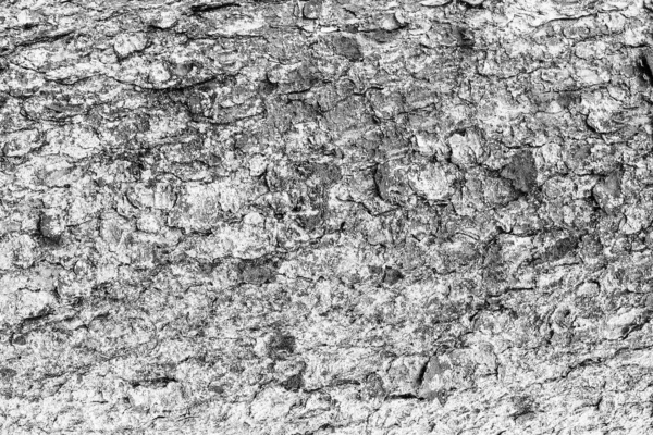 Casca monocromática de textura de abeto . — Fotografia de Stock