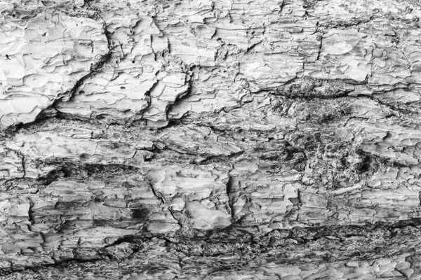 Monochrome schors van dennenboomstructuur. — Stockfoto