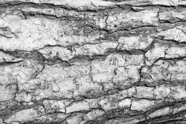 Monochrome schors van dennenboomstructuur. — Stockfoto