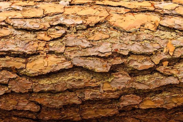 tree bark background, old bark, wooden bark, old tree bark, tree