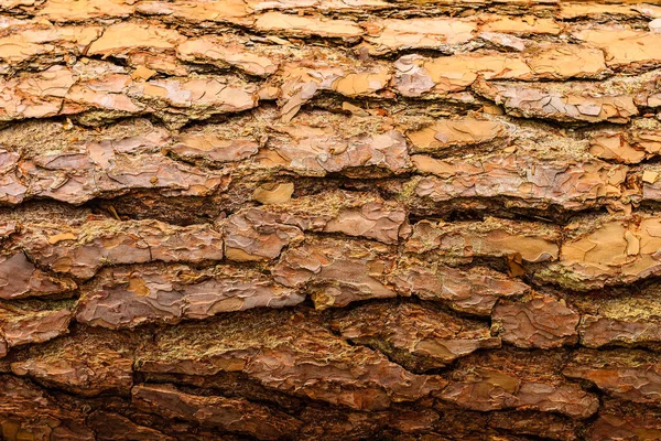 tree bark background, old bark, wooden bark, old tree bark, tree