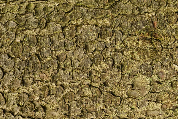 A casca de abeto — Fotografia de Stock