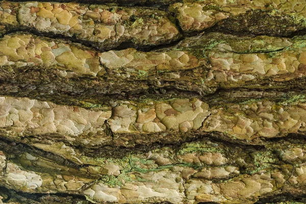The bark of pine tree texture — Stock Photo, Image