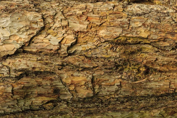 La corteza de la textura del pino — Foto de Stock