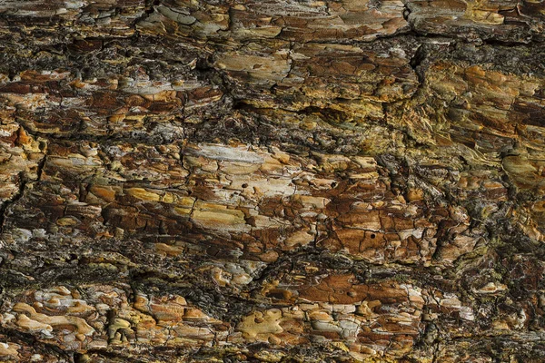 The bark of pine tree texture — Stock Photo, Image