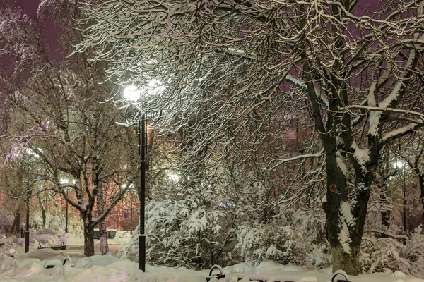 Park zimą w nocy. — Zdjęcie stockowe