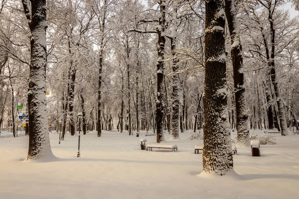 Parque de inverno com árvores cobertas de neve . — Fotografia de Stock