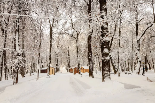 Parque de inverno com árvores cobertas de neve . — Fotografia de Stock