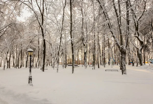 Winter park, a hóval borított fák. — Stock Fotó