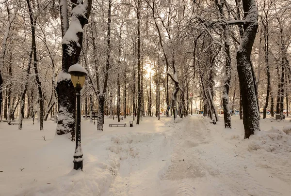 나무가 눈으로 덮여 겨울 공원. — 스톡 사진