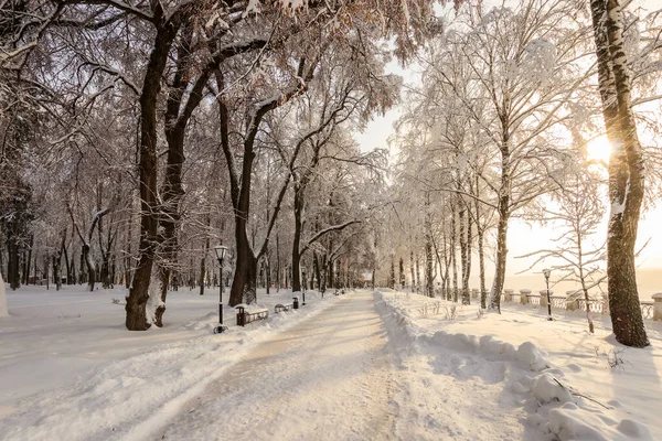 Sunrise in winter park with trees covered with snow.