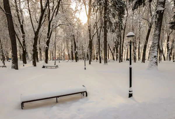 Winter park, a hóval borított fák. — Stock Fotó