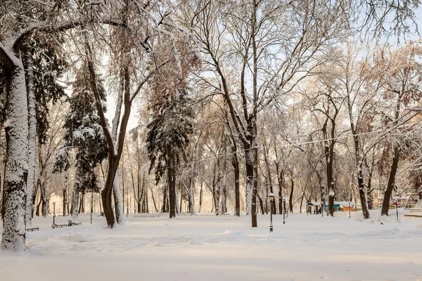 Winter park med träd täckta med snö. — Stockfoto
