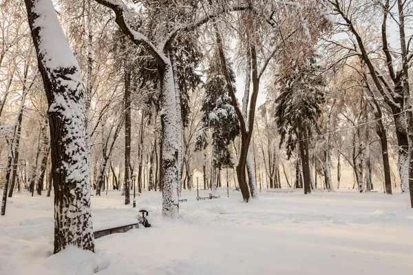 雪に覆われた木と冬の公園. — ストック写真
