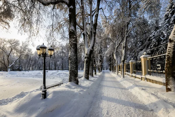 Winter park, a hóval borított fák. — Stock Fotó