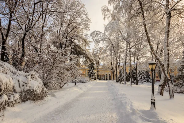 Winter park met bomen bedekt met sneeuw. — Stockfoto