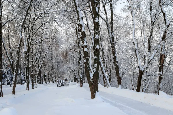 雪に覆われた木と冬の公園. — ストック写真