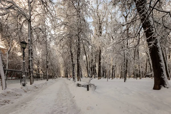Зимний парк с деревьями, покрытыми снегом . — стоковое фото